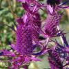 Eryngium Laevenworthii